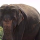 Video Recording of Asian Elephant in Yala National Park - VideoHive Item for Sale