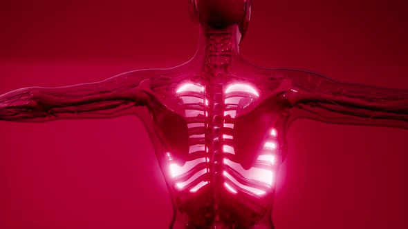 Human Lungs Radiology Exam alt