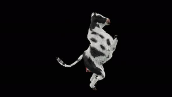 Cow Dance 4K alt