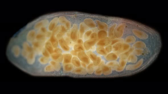 Young Nemertea Worms in a Clutch of Eggs Under a Microscope Monostilifera Order