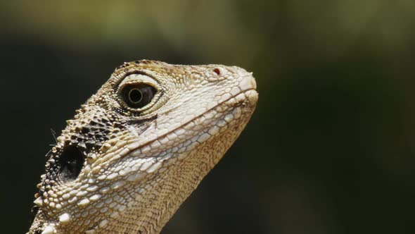 Extreme Close Up of a Water Dragon