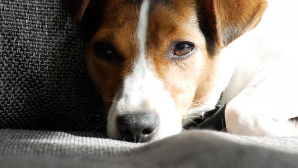 Young puppy enjoying sunlight and trying to sleep, close up view