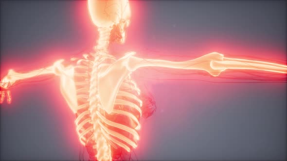 Transparent Human Body with Visible Bones alt