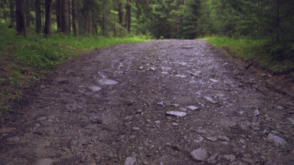 Motion on Wet Spruce Forest Road.