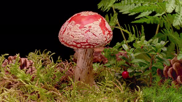 Time Lapse of Fly Agaric Mushroom