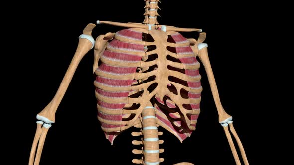 External Intercostal Muscles On Skeleton alt
