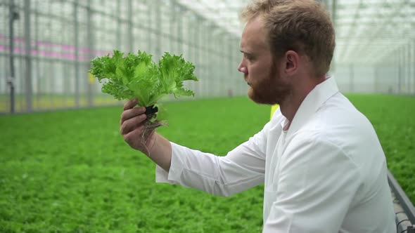Man Agronomist Inspects Green Lettuce Plants During Working Day at Agro Company Spbd