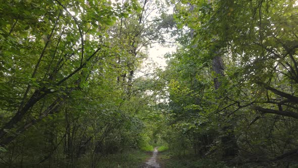 Forest with Trees in an Autumn Day