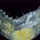 Worm Polychaeta of Family Terebellidae Under the Microscope Phylum Annelida - VideoHive Item for Sale