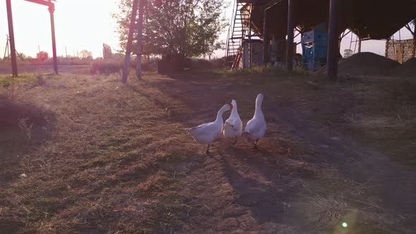 Geese At Sunset Slow Motion