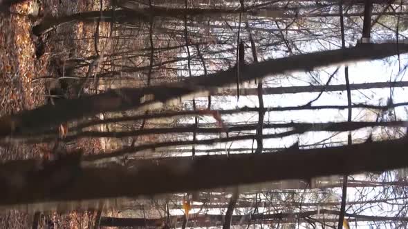 Vertical Video Aerial View of Trees in the Forest on an Autumn Day in Ukraine Slow Motion