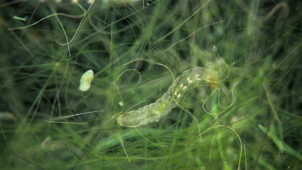 Insecta Midge Larva Chironomidae and Ciliates Protozoa in Algae Under a Microscope Order Diptera