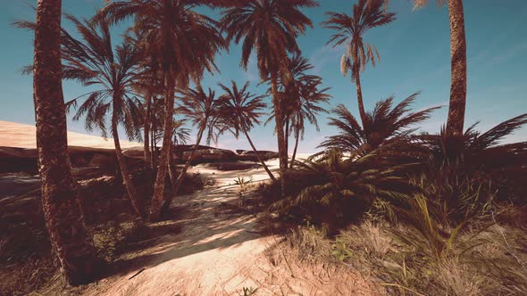 Palm Trees in the Sahara Desert