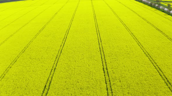 Aerial View of Yellow Blooming Oilseed Rape Fields