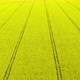 Aerial View of Yellow Blooming Oilseed Rape Fields - VideoHive Item for Sale