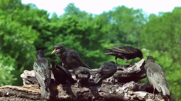 Common starlings feeding their young at bird table with countryside background