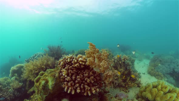 The Underwater World of a Coral Reef