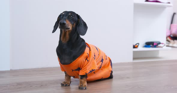 Obedient Dachshund Dog in Orange Tshirt Executes the Sit Command Front View