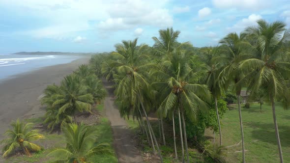 Drone flying over palm trees on an empty tropical paradise beach, Costa Rica