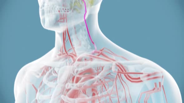 Hormones ecreted from the brain to the testis