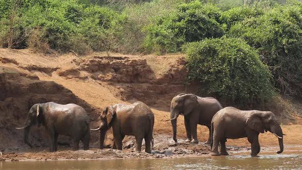 African Elephants In A River - Kruger National Park