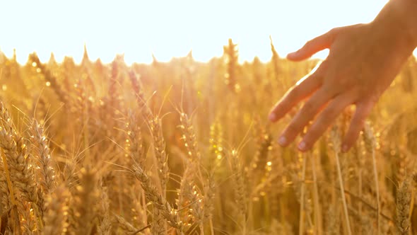 Hand Touching Wheat Spickelets on Cereal Field