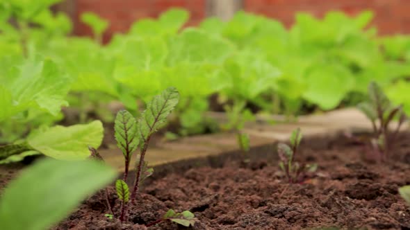 Cabbage and Beet Farm Close-up with Green Vegetables Background, Camera Pan Move Left to Right