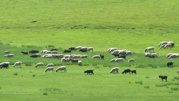 Herd of Sheep in Plain Meadow Covered With Fresh Green Grass