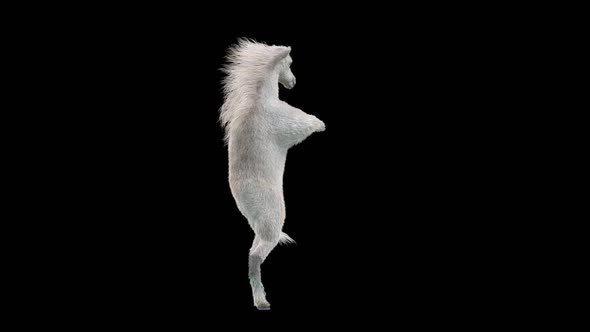 27 White Horse Dancing HD