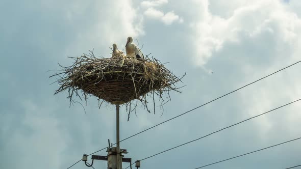 Storks Are Sitting in a Nest on a Pillar. Time Lapse