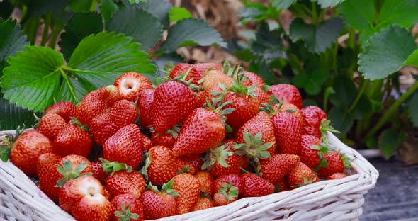 Wicker Basket with Freshly Picked Ripe Strawberries