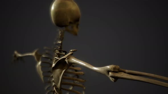 Bones of the Human Skeleton alt