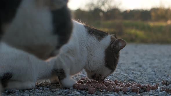 Street cat eating food.