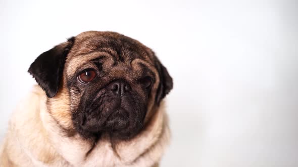 Pug Puppy on White Background