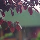 Pissardi plum branch with red leaves covered with drops during a summer rain - VideoHive Item for Sale