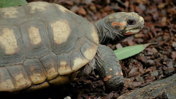 Close up shot of red-footed tortoise walking slowly