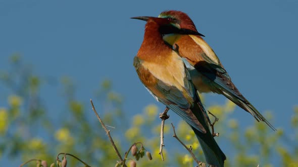 European Beeeater or Merops Apiaster