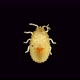 Larva or Nymph Lace Bug with a Microscope Family Tingidae Order Hemiptera - VideoHive Item for Sale