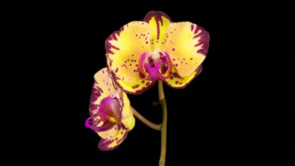 Blooming Yellow - Magenta Orchid Phalaenopsis Flower