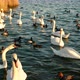 Swans and Ducks Floating on the Water Surface - VideoHive Item for Sale
