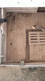 Aerial View of a Shelter for Stray Dogs