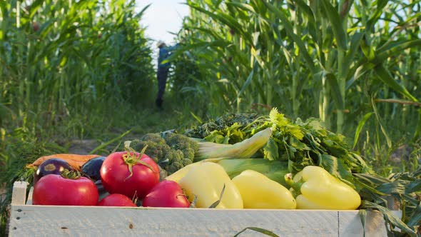 Woden Box Full of Fresh Vegetables and Farmer Taking Corn