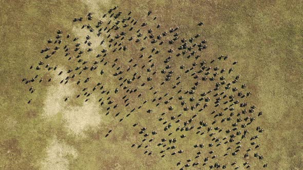 A drone camera descends, directly over a large flock of geese just walking around on a baseball fiel