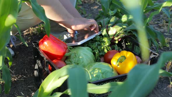 At a vegetable farm, male businessmen analyze the quality of the vegetable harvest using a tablet.