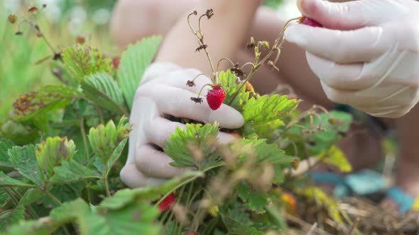 Female Hands in White Rubber Gloves Picks Strawberries Closeup