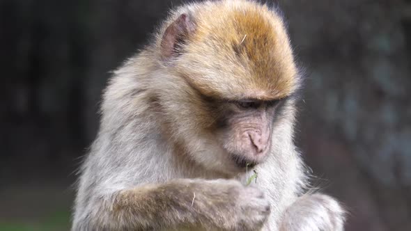 Close up from a barbary ape eating