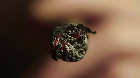 Cigar in the Smoker's Mouth Close-up. Smoking