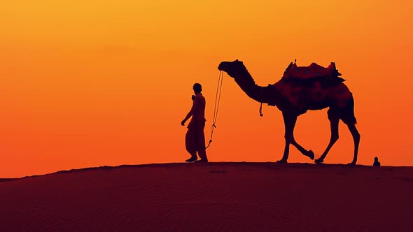Cameleers, Camel Drivers at Sunset. Thar Desert on Sunset Jaisalmer, Rajasthan, India.