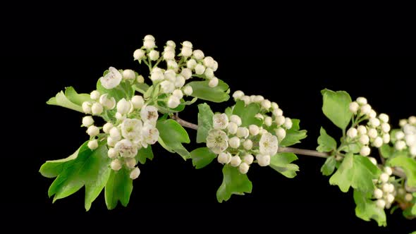 White Flowers Blossoms on the Branches of Hawthorn Tree