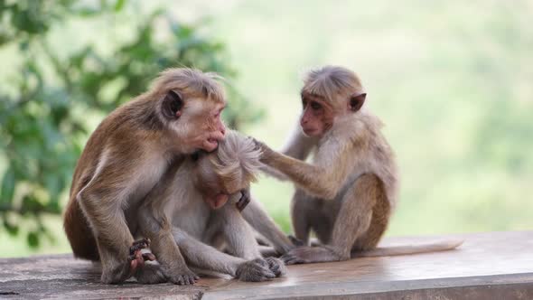 Monkeys in Sri Lanka